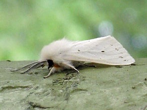 Webworm moth. Photo: Wikimedia Creative Commons