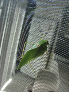 katydid on screen looking at the fridge 