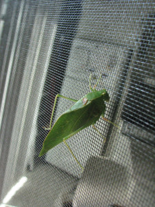 katydid on screen looking at the fridge