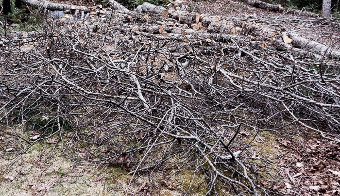 fallen scarlet oak branches