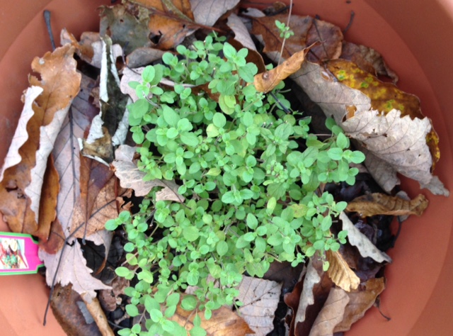 Oregano, with oak leaves