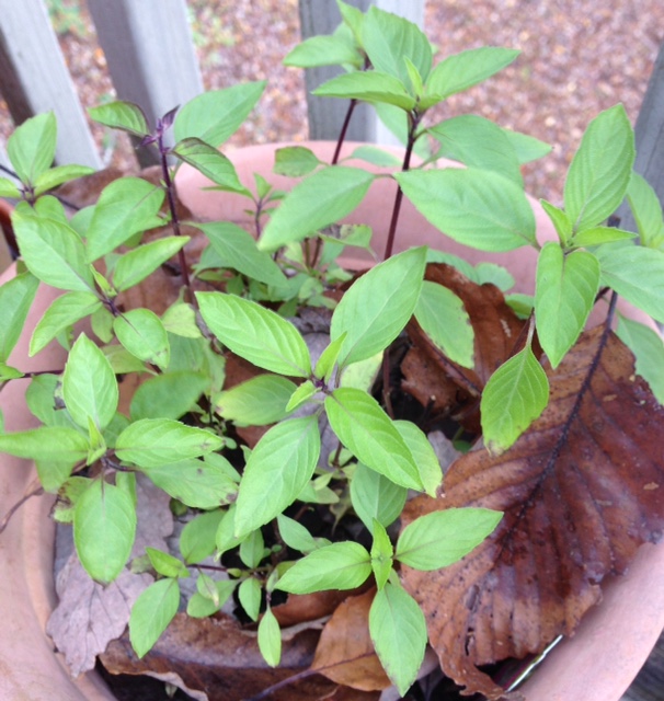 Thai basil