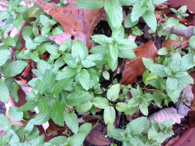 Spearmint