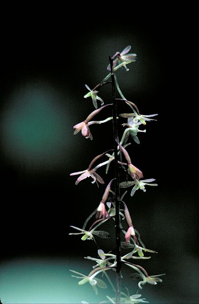 Wikimedia commons