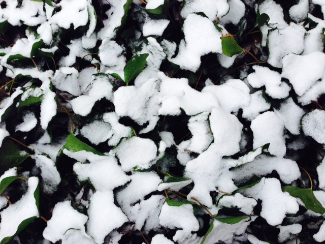 ivy snow