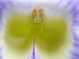 flower closeup