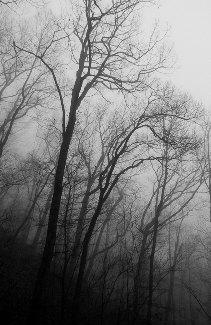 misty trees