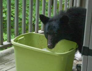 bear feeding