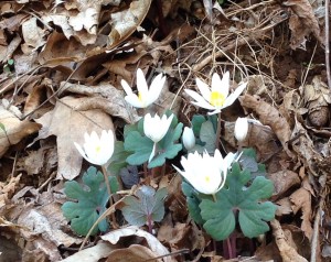 bloodroot group