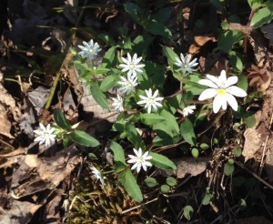 There's a lone rue on the far right, but the rest is chickweed