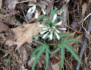 wild geranium