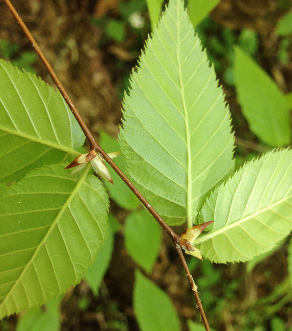 young beech leaves