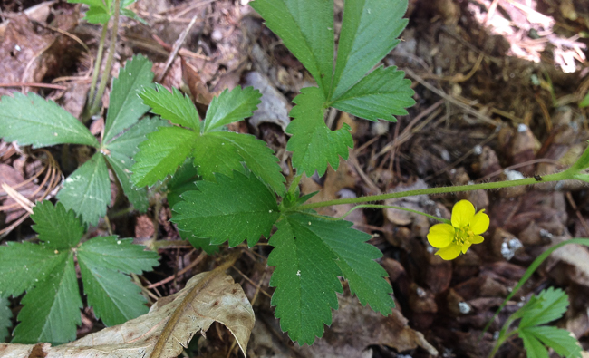 cinquefoil