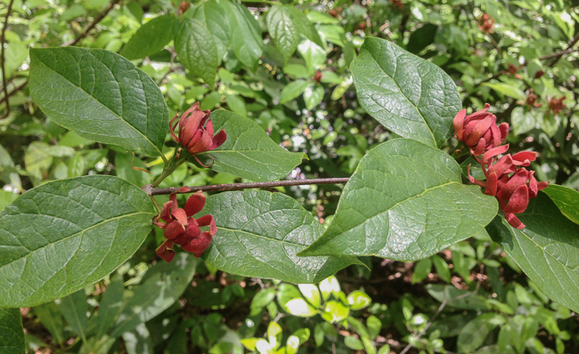 sweet shrub