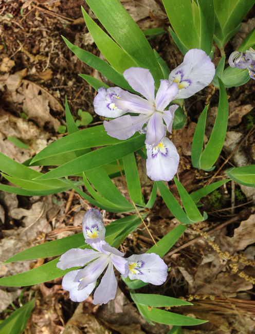 pale crested iris