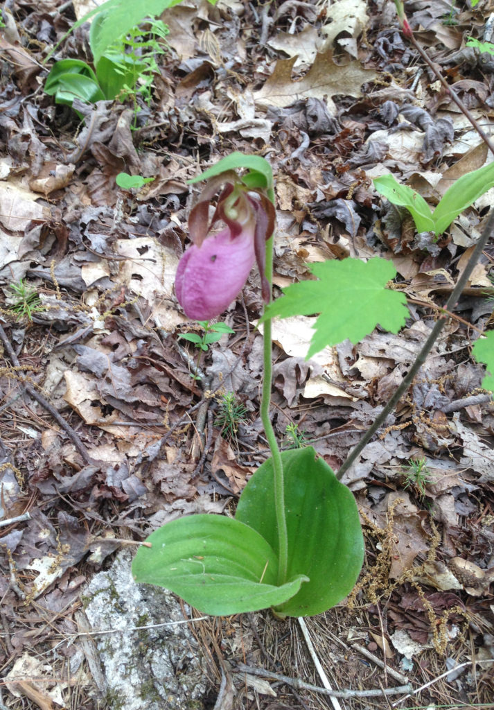 solo lady slipper