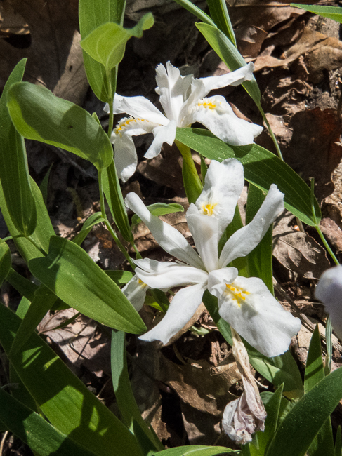 white iris 2