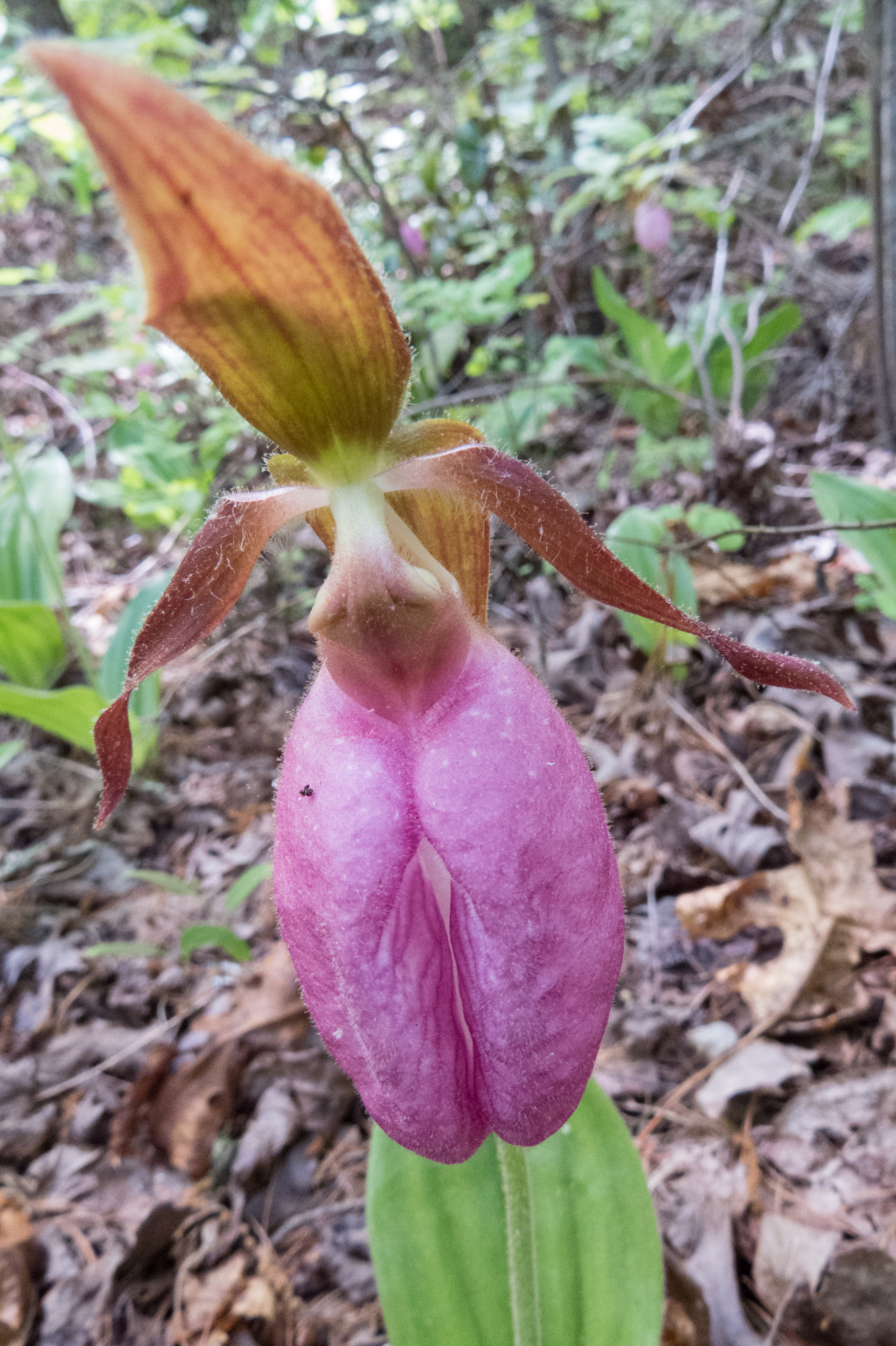 lady slipper with attitude