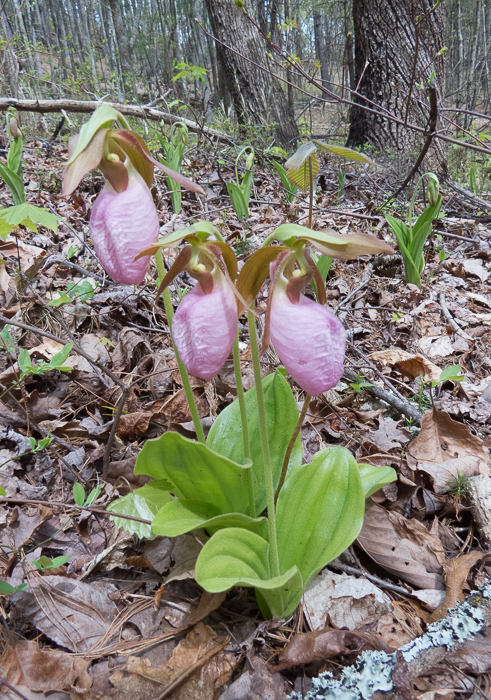 LadySlippers-5783