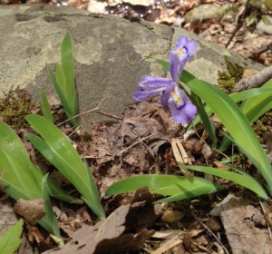 crested iris