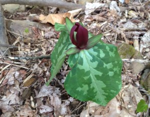 trillium