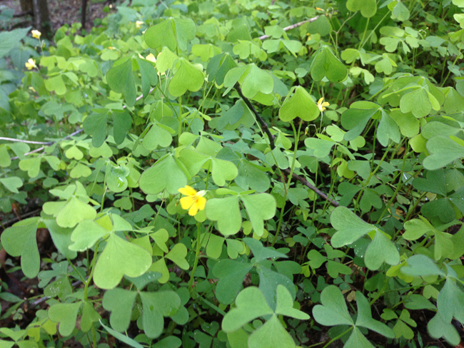 yellow wood sorrel