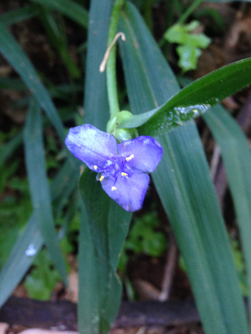 Wideleaf spiderwort (Tradescantia subaspera)