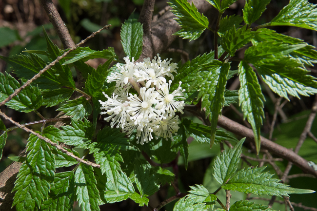 White baneberry