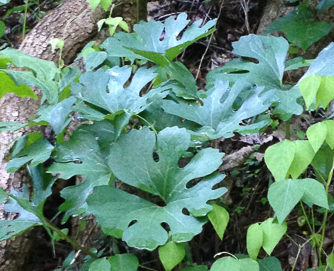 bloodroot