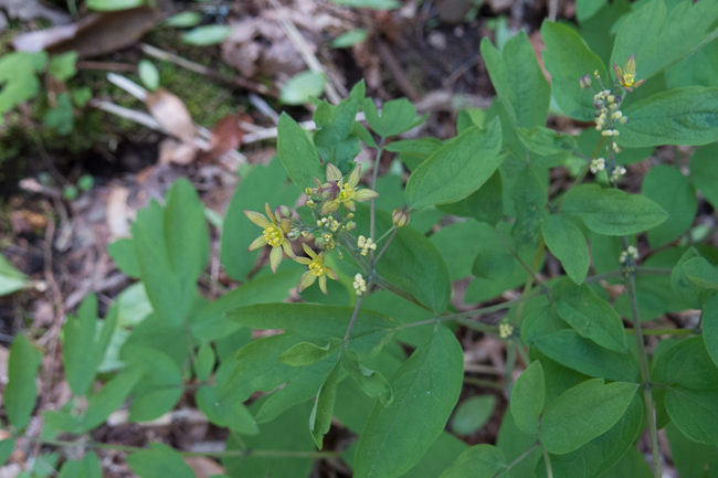 blue cohosh