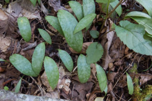 Trout lily leaves
