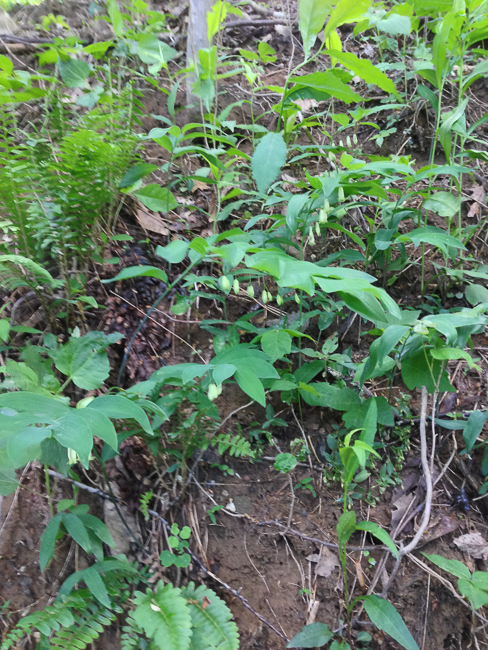 Solomon's Seal