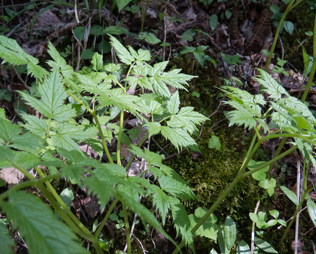 black cohosh