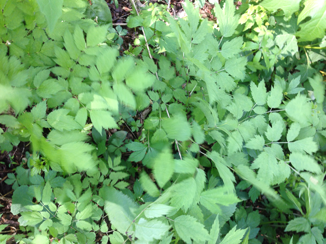 black cohosh