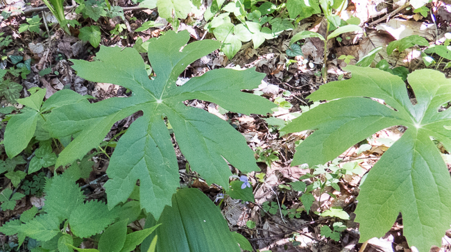 May apple leaves