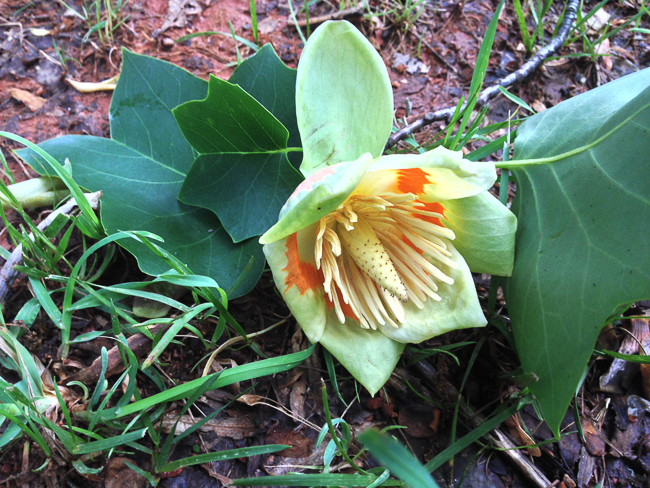 tulip poplar