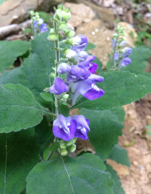 skullcap