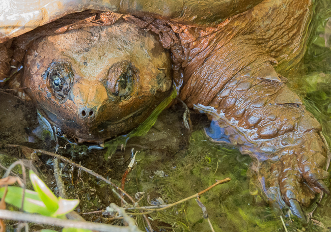 Turtle in water