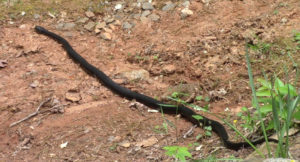 rat snake in driveway