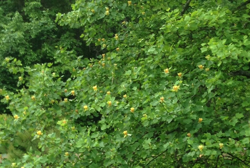 blossoms in tulip poplar