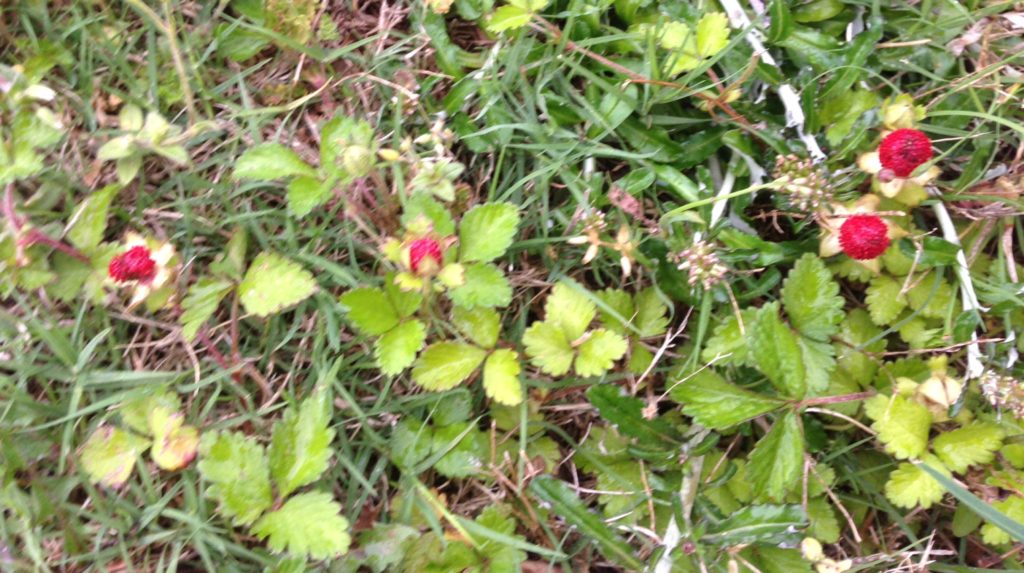 bunch of berries