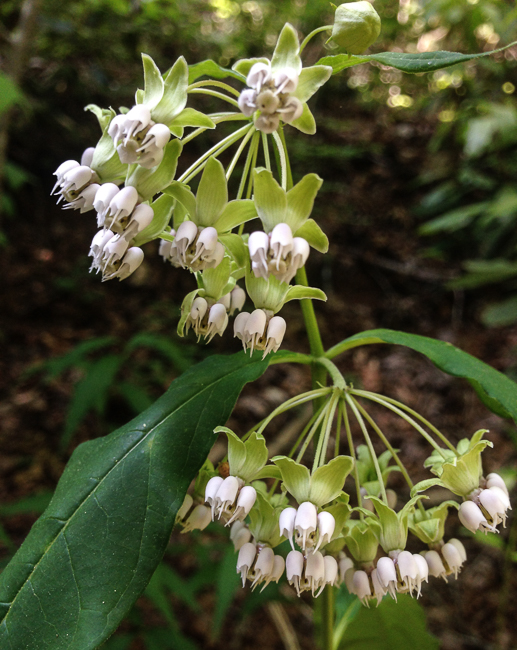 milkweed