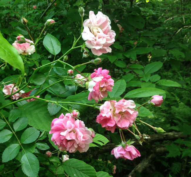 wild roses