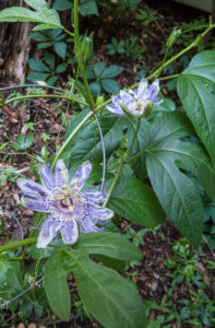 passionflower morning