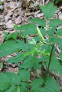 cohosh blooms