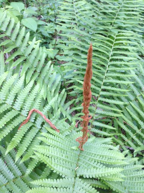 single cinnamon fern