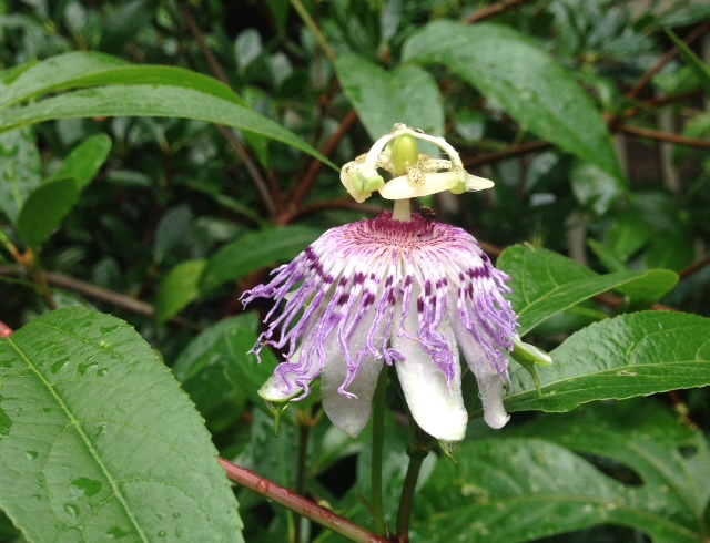 passionflower profile