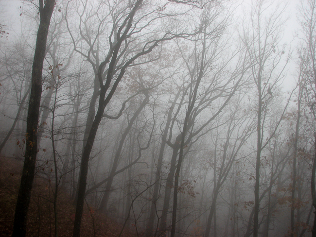 trees mist