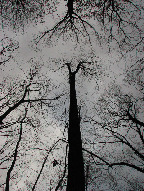 trees looking up