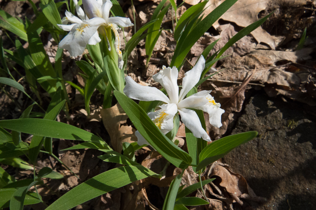 Iris cristata alba
